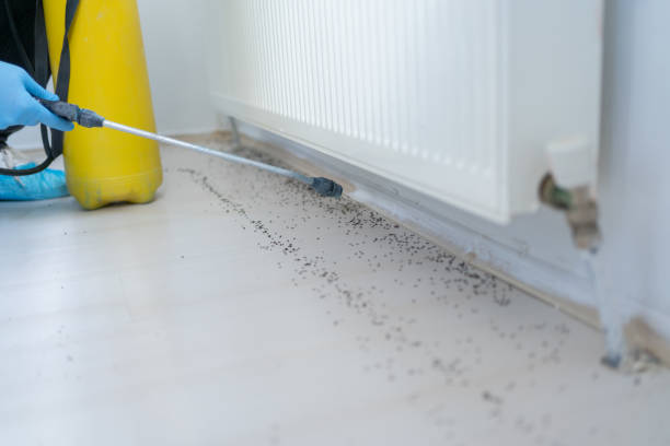 Best Residential Pest Control  in Escondido, CA